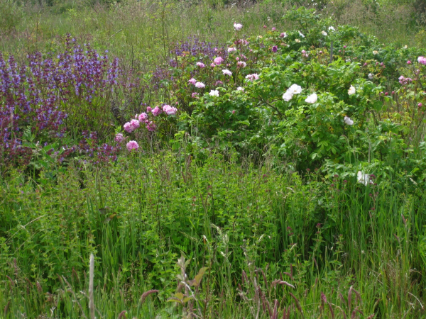 Gratis lezing: hoe grond tot leven komt