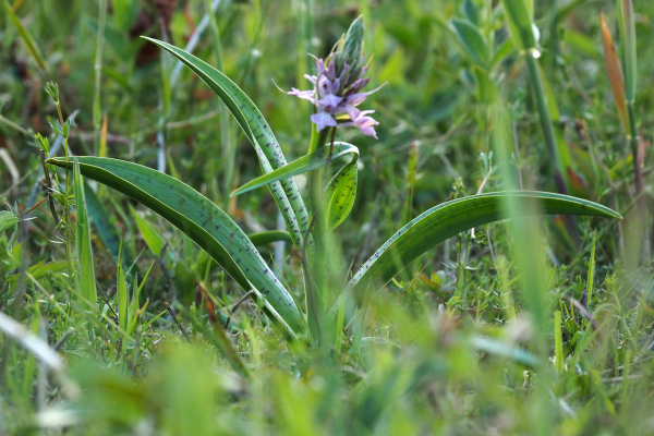 Wilde Planten cursus in Raalte