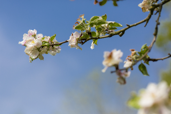 bloesem van fruitbomen