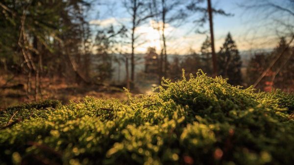 inspiratie uit de natuur