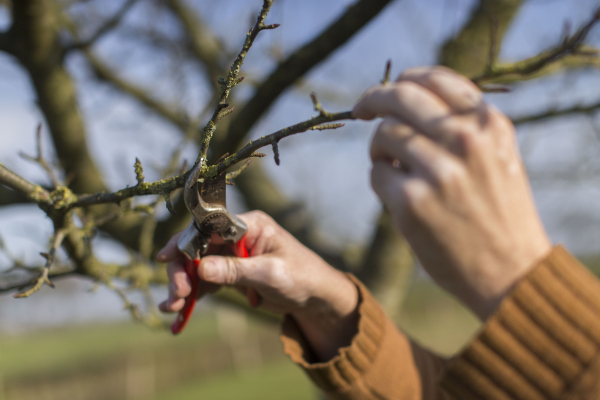 Vormsnoei voor jonge bomen