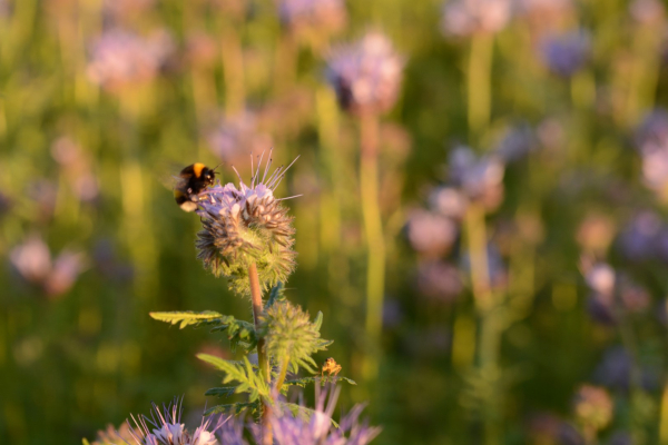 Bloemen zijn belangrijk voor insecten