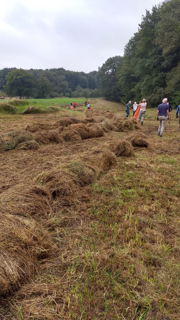 Het hooi ligt op rillen