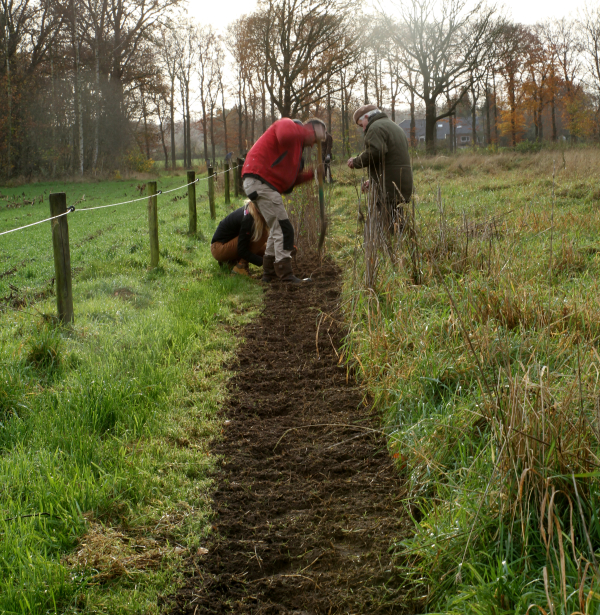 HoopHeggen plant een nieuwe heg