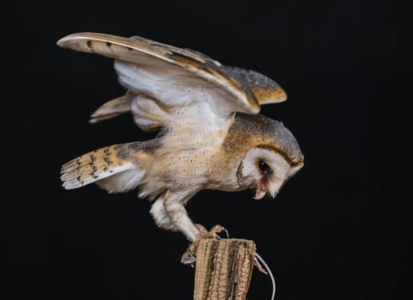 Kerkuil, Hans Hoppen