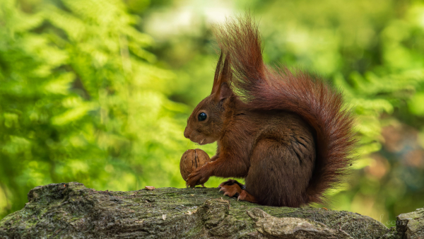 Expositie natuurfotograaf Marten van Garderen