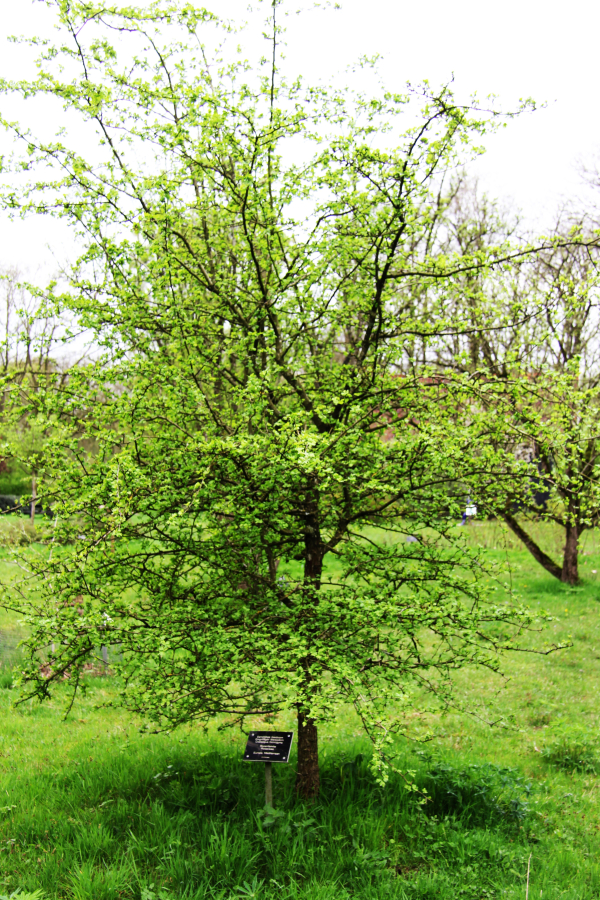 Meidoorn. Foto: Hans Muijderman