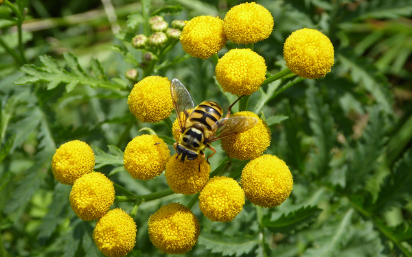 Biodiversiteit versterken? Doe eens wild!