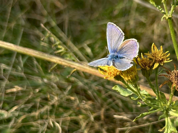 Icarusblauwtje, foto Jessica Boon