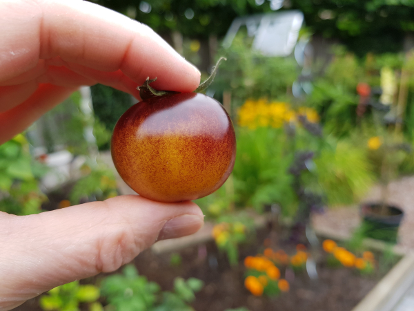 Workshopreeks Moestuinieren
