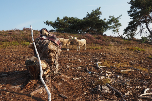 Schapen ontmoeten herder?