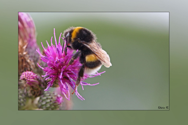 vroege bloei dankzij hommels