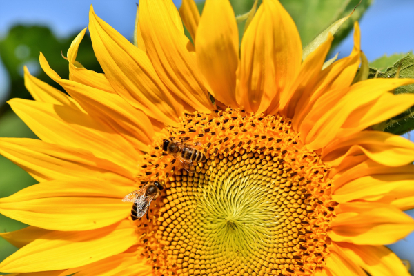 Steeds meer bijenplekken in Overijssel