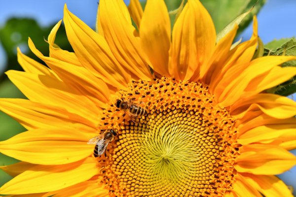 Zonnebloem