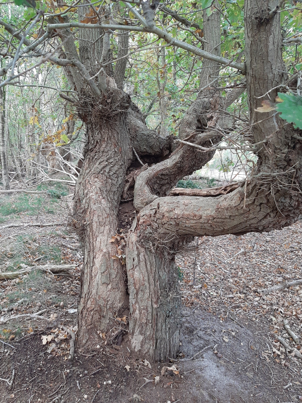 Eikenhakhout, een beeld van een verloren ambacht