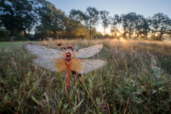 Geelvlekheidelibel, fotograaf Alex Huizinga