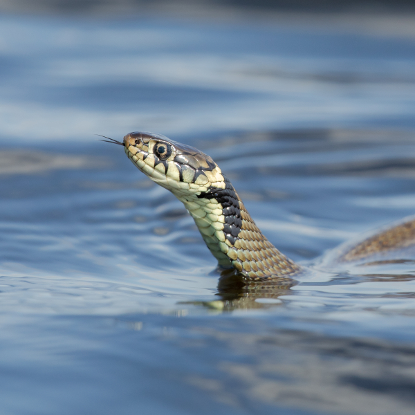 Ringslang in het water op zoek naar prooi