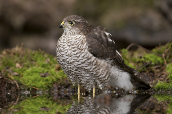 Sperwer, Han Bouwmeester