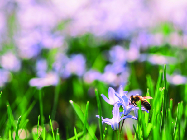 Cursus biodiversiteit: de basis in 3 modules