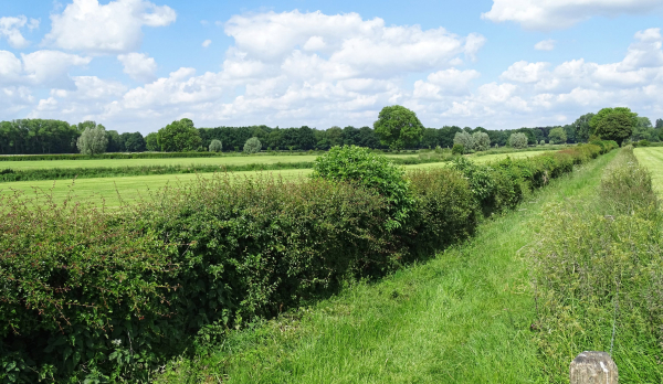 Struweelheggen