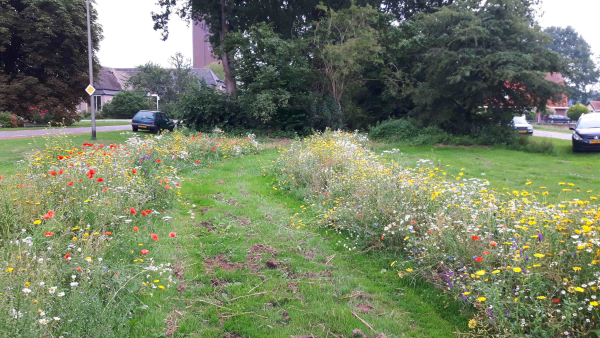 Bloemenpracht in de buurt