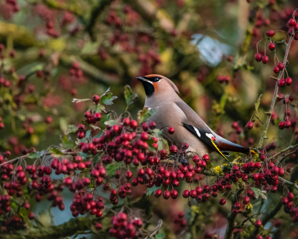 Pestvogel