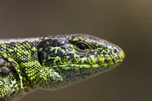 Zij vliegen voor de zandhagedis