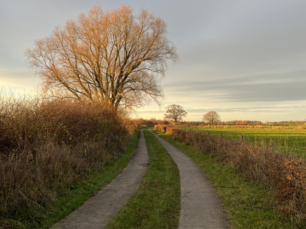 Links op de foto de oude haag en rechts de recent gesnoeide heg op Keizersrande