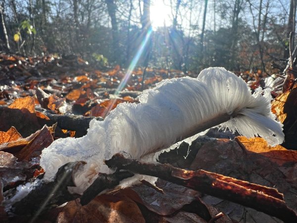 Het geluk van de fotograaf, ijshaar in de zon voordat het kan smelten.