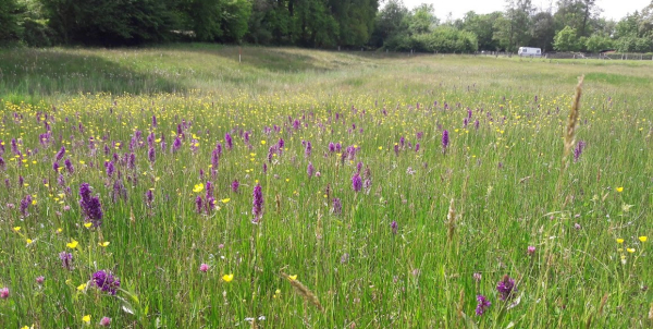 "Het heuileandeke miegelt in het voorjaar van de orchideeën", zegt Jan.
