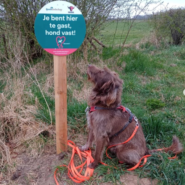 De leukst aangelijnde hond