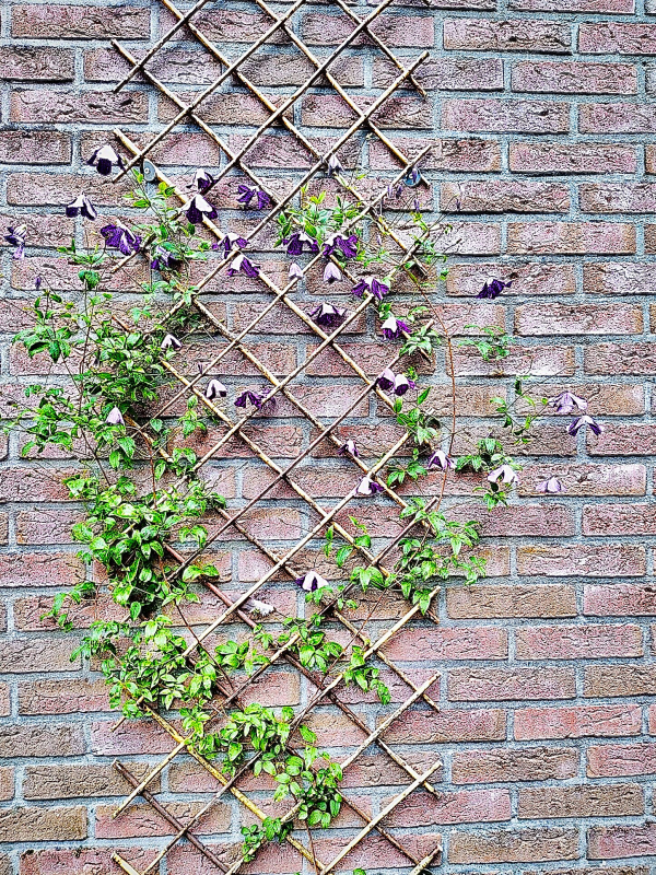 de hoogte in met groen