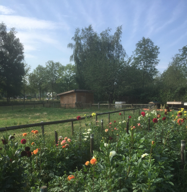 Zomer op de wijkboerderij: dahlia's en bijenstal