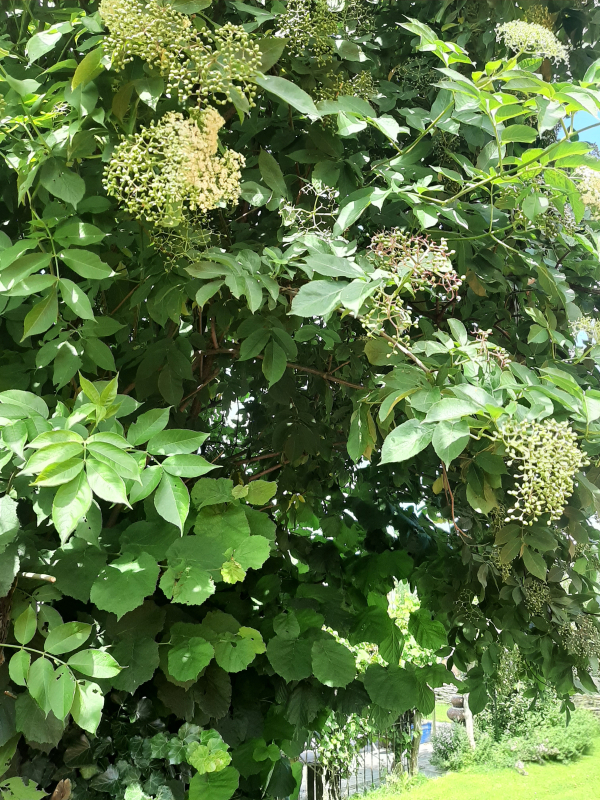 Mmm ... natuur om op te (vr)eten!
