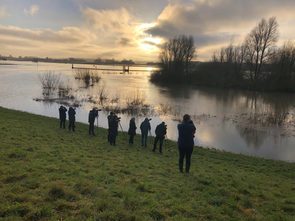 Bevers gespot bij hoog water