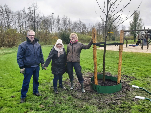Nieuwe bomen in Rouveen