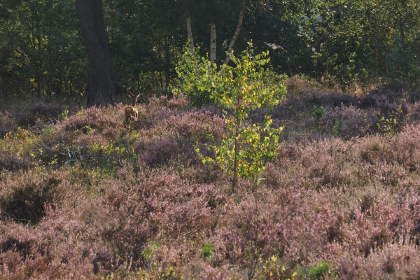 Een ree schiet weg, opgeschrikt door de kudde.