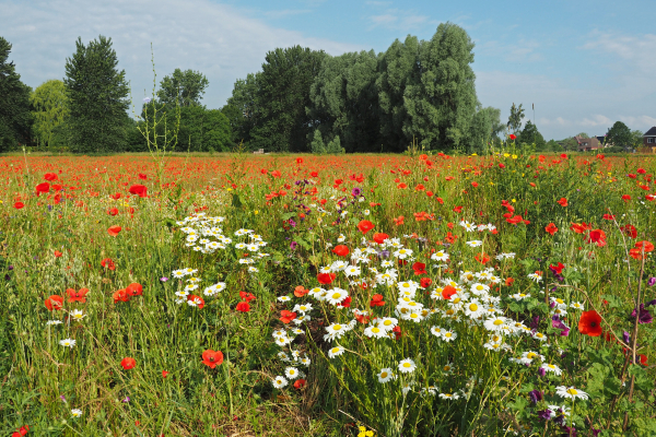 Bloemenweide bij woonwijk