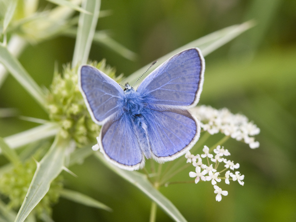 Landelijke Vlinderdag