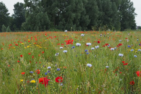 Bloemenweide Olst