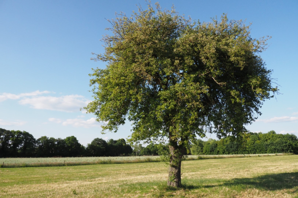 De boom in het weiland met daarin een steenuilenkast
