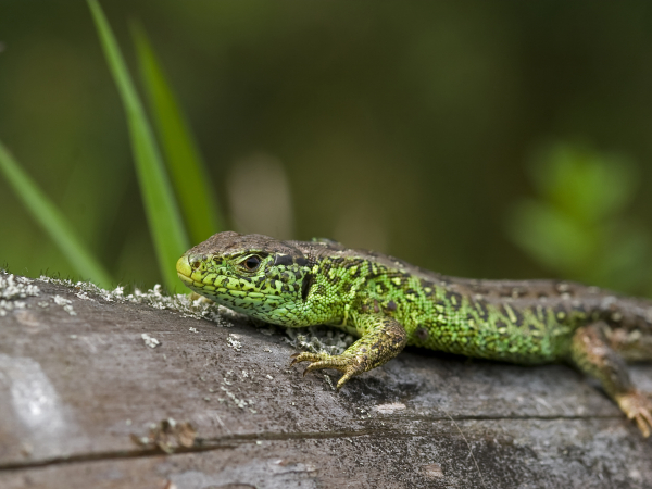 Lezing zandhagedis