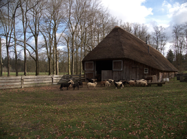 Vrijwilligers rond de schaapskooi Twilhaar op de Sallandse heuvelrug