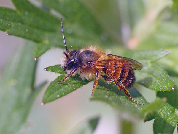 Rosse metselbij. Foto: M. Reemer
