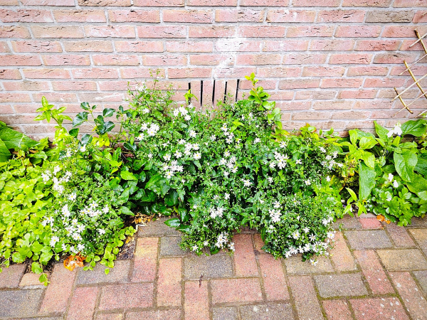 de eerste groene planten