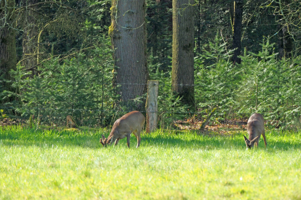 Reeën langs de bosrand