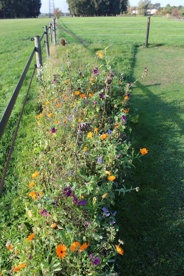 Bloemenlint Enschede