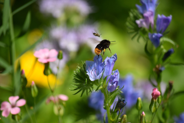 Hommel bij bloem
