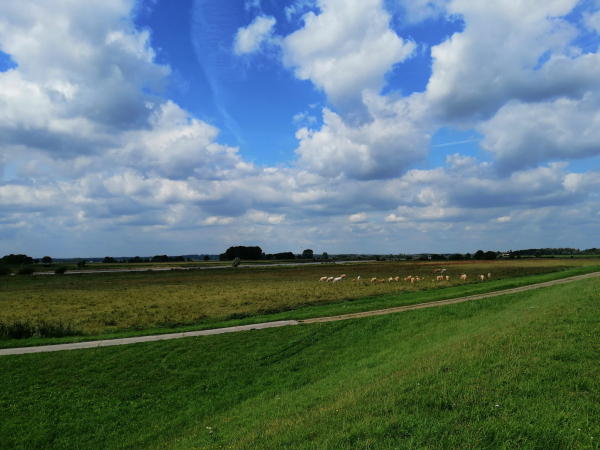 Uiterwaarden bij de IJssel