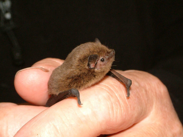Vleermuis